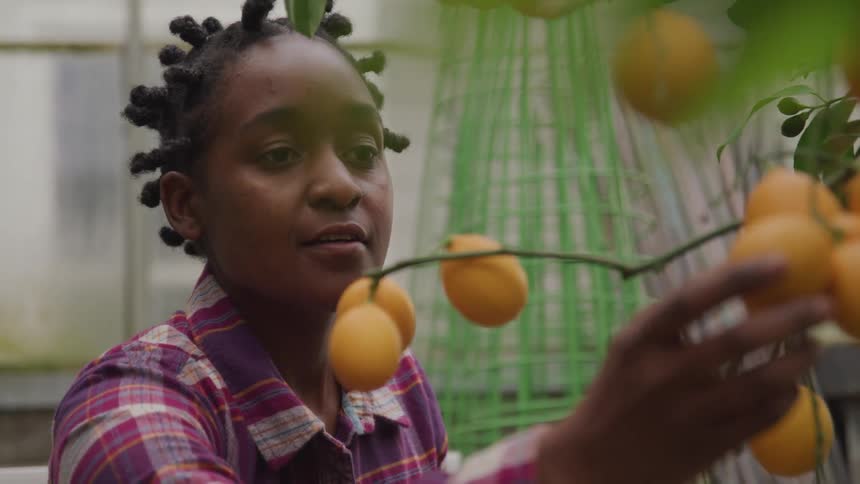 A young girl reaches for a piece of fruit on a tree