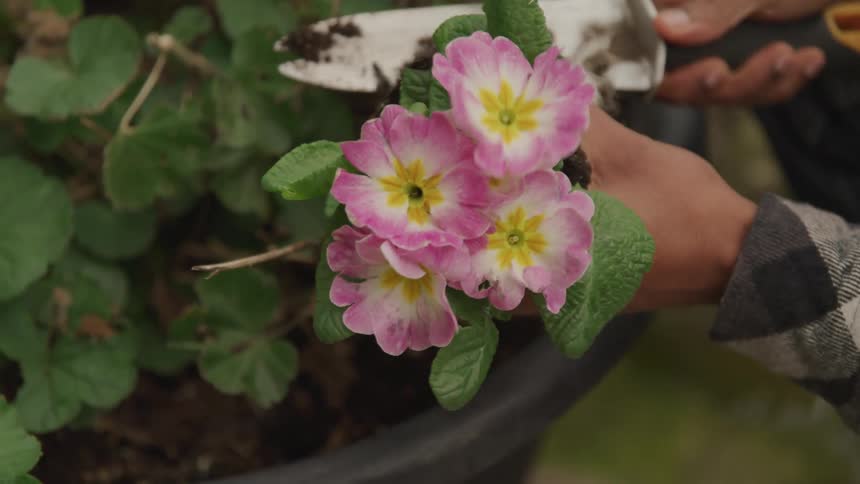 A person in a flannel shirt planting pink flowers in a large pot