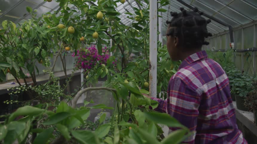 Black woman waters the plants in a greenhouse
