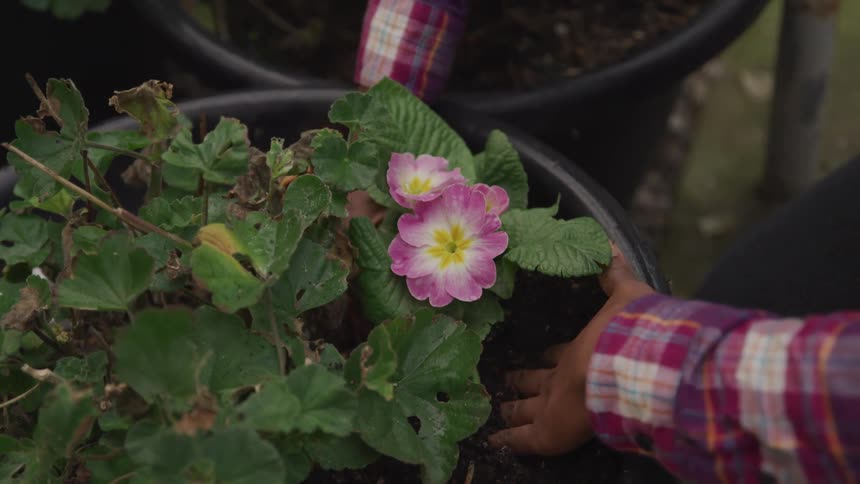 A woman plants a pink flower in a large potted plant and pushes on the soil