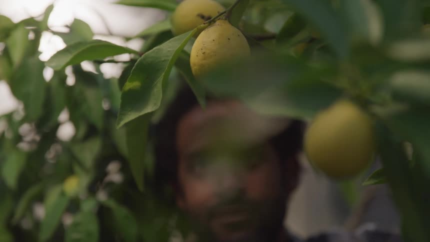 A man picks a lemon off a tree in a greenhouse