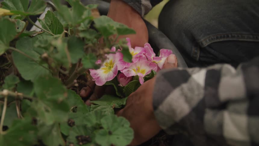A man using his hands to pack down dirt around a flower next to a potted plant
