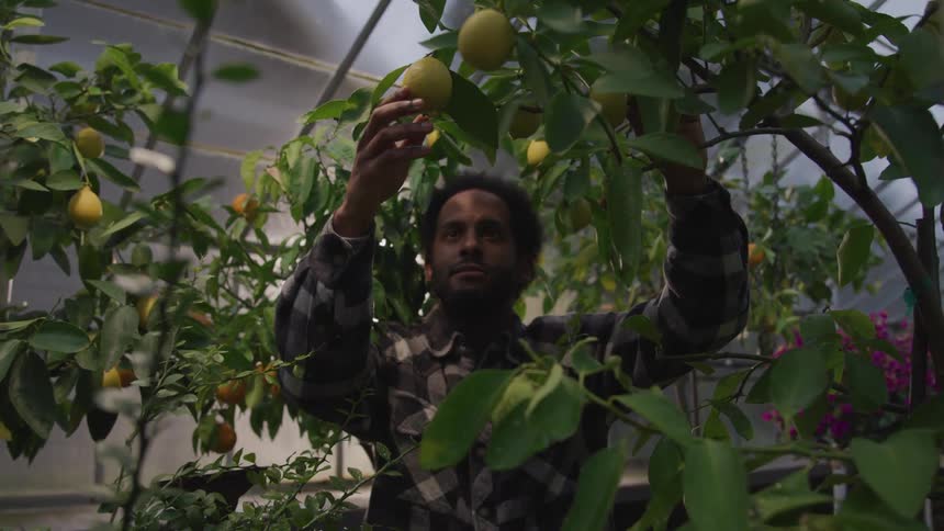 A man pulls a lemon off a tree in a greenhouse full of plants