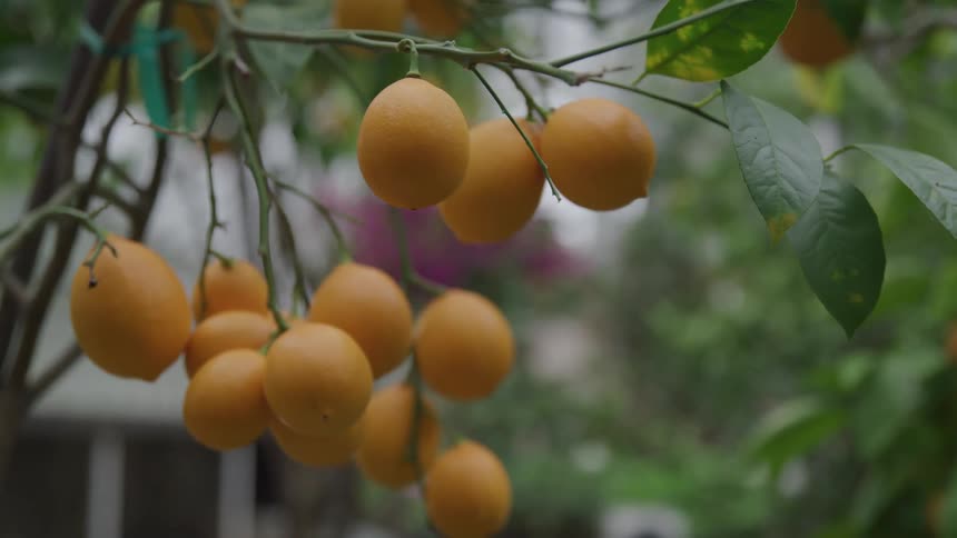 Oranges are hanging from the tree