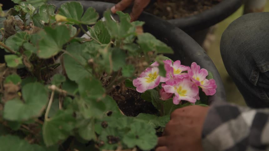 A man planting flowers in a pot