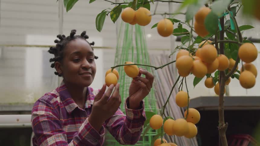 A woman looking at lemons on a tree
