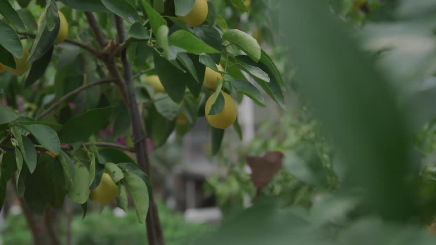 Lemons growing on a lemon tree