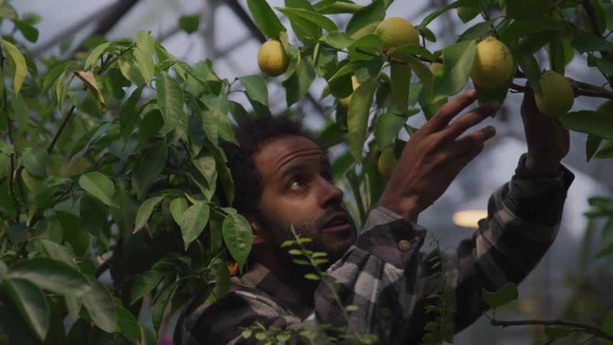 A man in a greenhouse looks at fruit on a tree