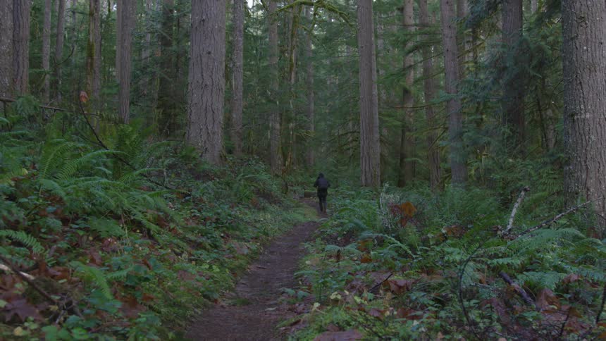 A man is hiking through the forest in spring