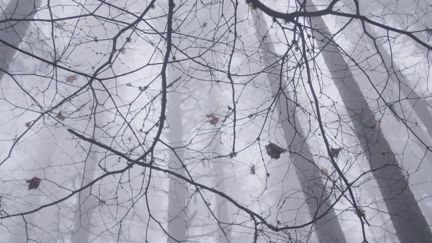 Bare tree branches in a foggy spooky forest