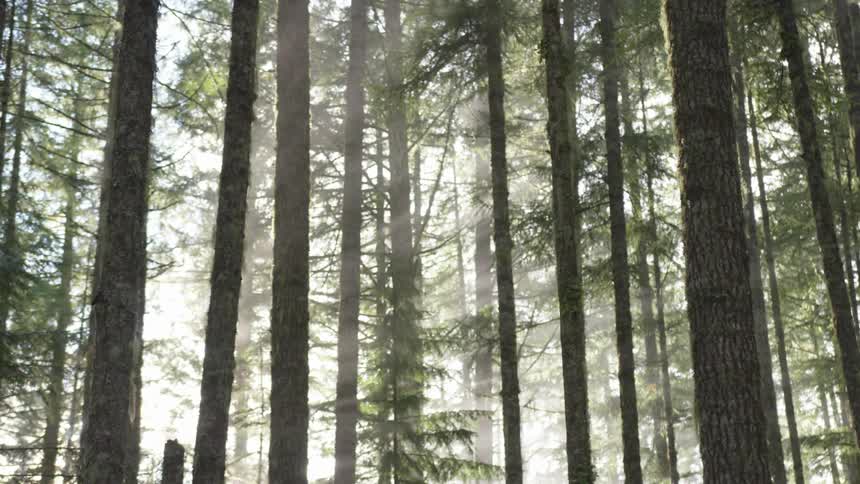 The sun shines through mist in a dense forest with tall trees