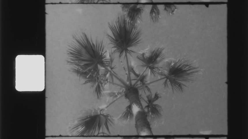 A palm tree standing overhead