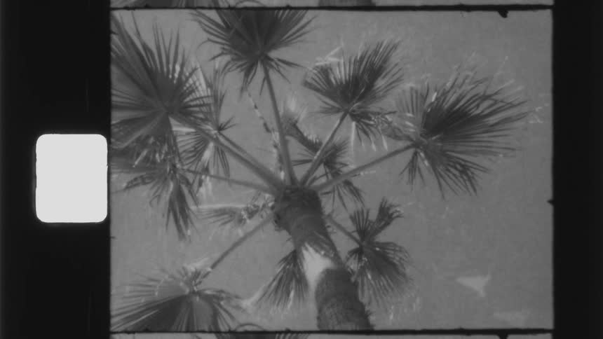 Vintage black and white film of a palm tree