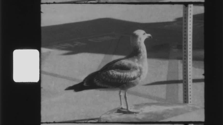 A seagull looks around while standing on a sidewalk