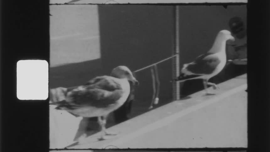 Two birds walking on a wall
