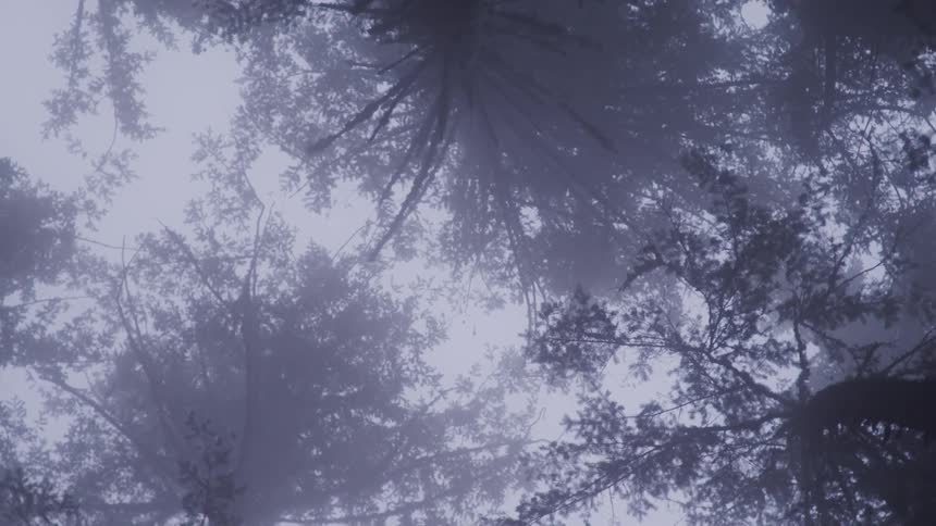 Trees with branches and leaves with the sky and clouds above