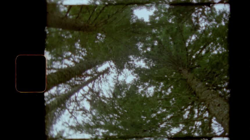Trees with branches and leaves with the sky above