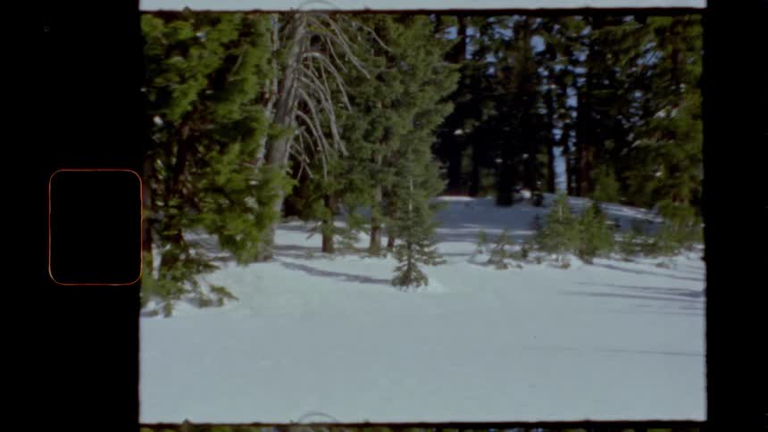 Pine trees in a forest on a winter day