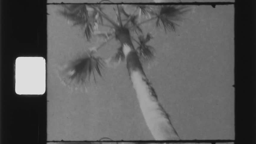 Black and white film of a palm tree at day