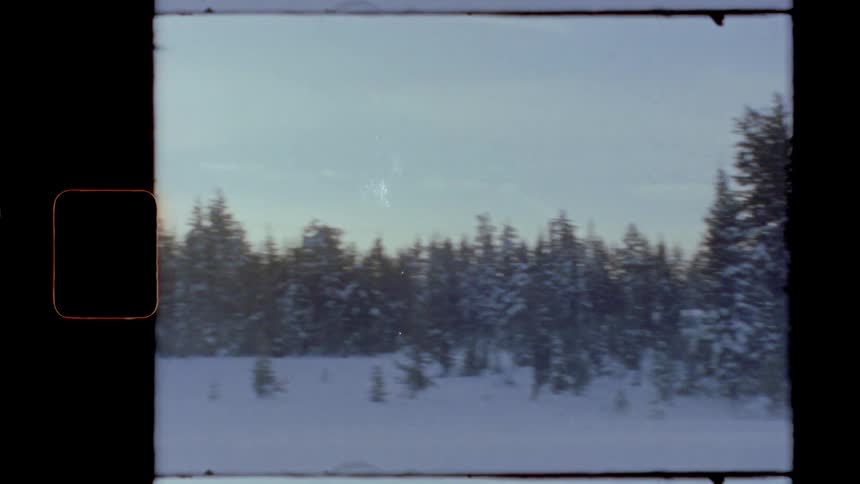The forest is covered in frost