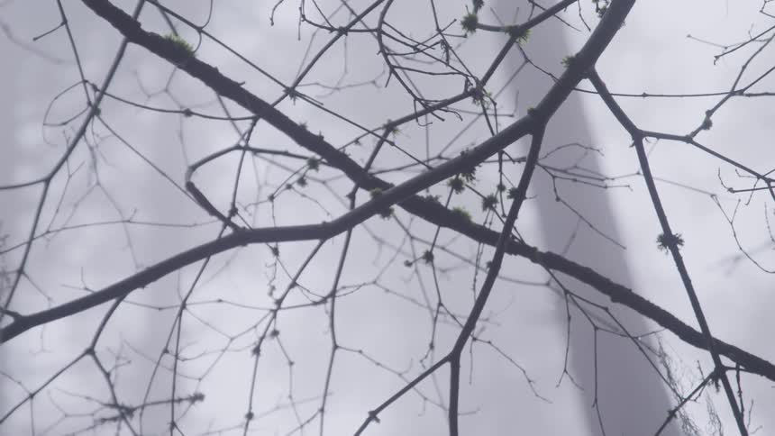 Bare tree branches in a misty forest