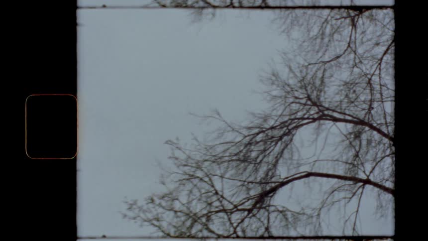 Trees with branches with the sky and clouds in the background