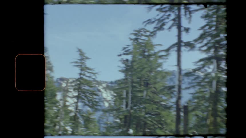 Footage of trees in winter is displayed