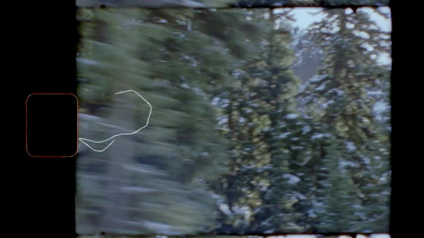 Pine tree forest near the snow covered mountains caught on film
