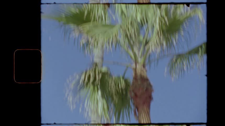 Green palm trees outside on a clear summer day