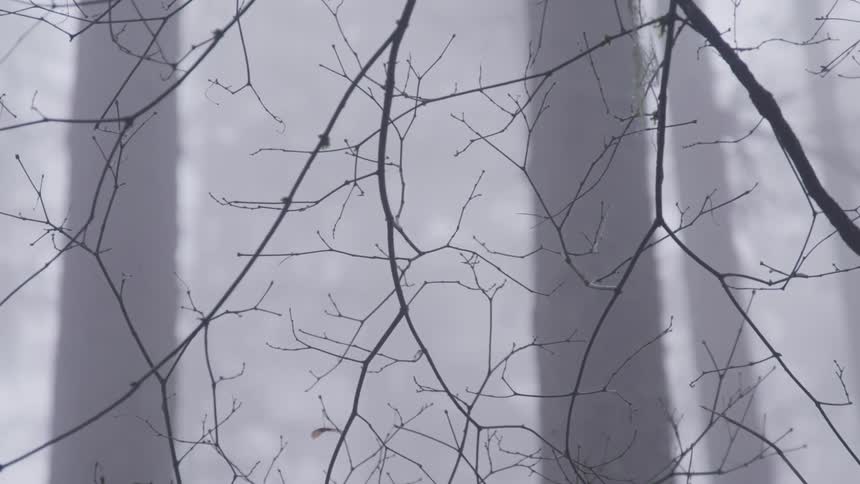 Tree twigs and bare branches