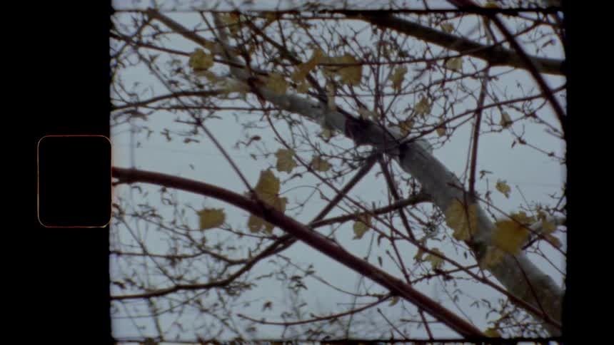 Wind blowing through fall leaves on a tree branch