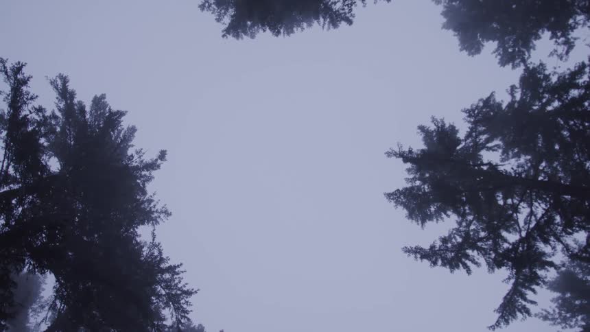 A view of trees in a forest is displayed