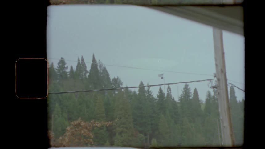 An evergreen forest seen through an old window