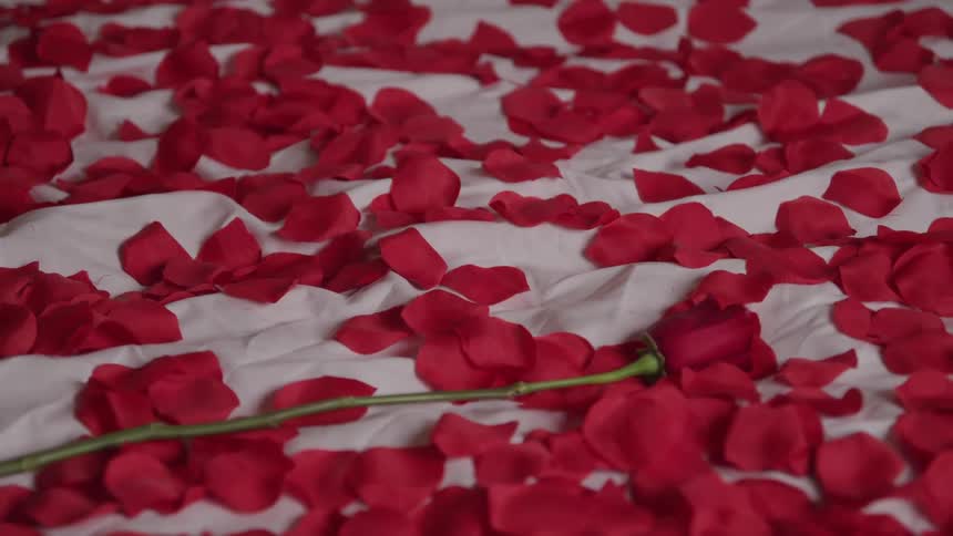 A red rose falls onto a bed covered in rose petals