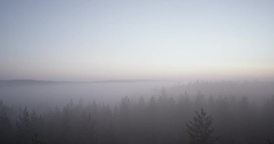 Aerial view of a foggy forest at sunset