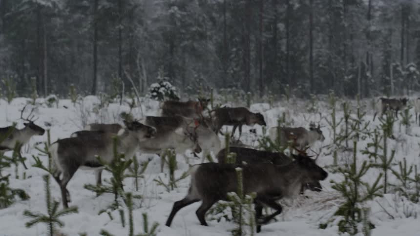 A herd of animals walks across a snow covered field