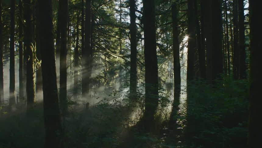 Mist floats around trees in a forest