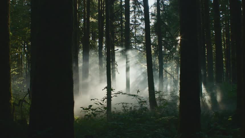 A large dense forest with heavy fog
