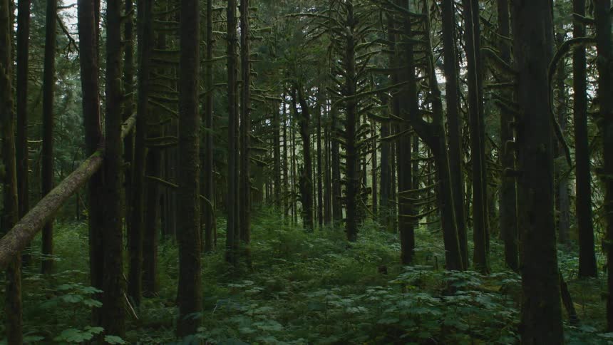 A forest in the daytime