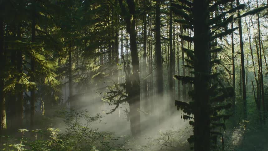 The sun shines through the trees in a forest