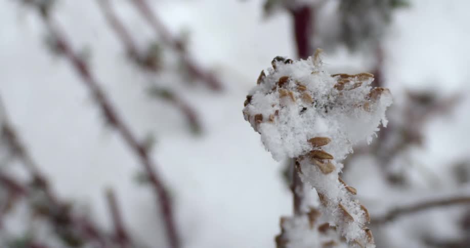 Trees with snow falling on the twigs and branches