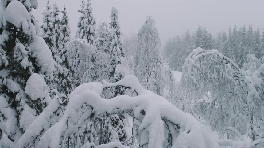 Aerial view of snow covered forest