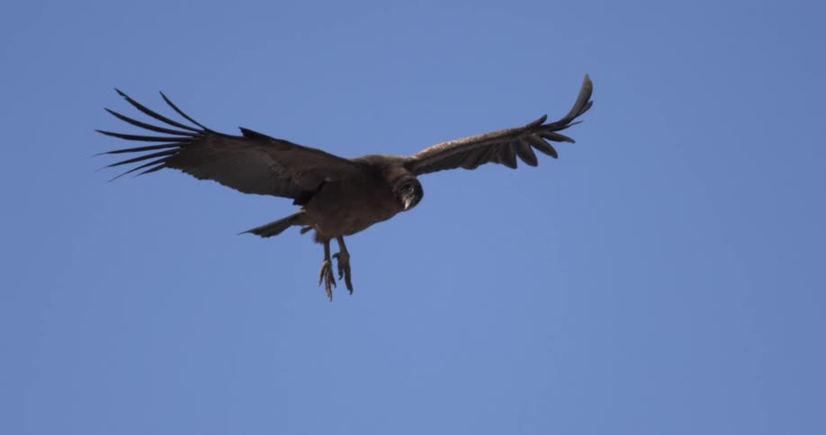 Condor soars through the air under a blue sky
