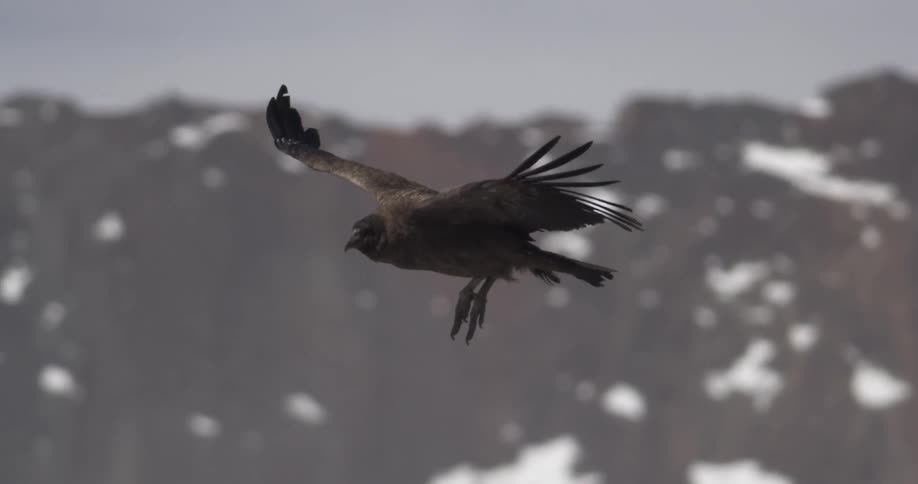 A condor soaring in the sky near mountains