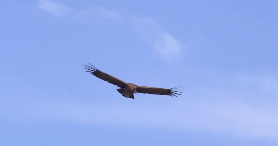 A large bird glides through the clear sky with its wings held wide