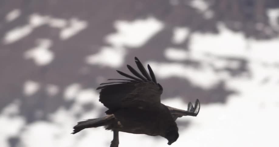 A large bird of prey glides in the air above snowy mountainous terrain