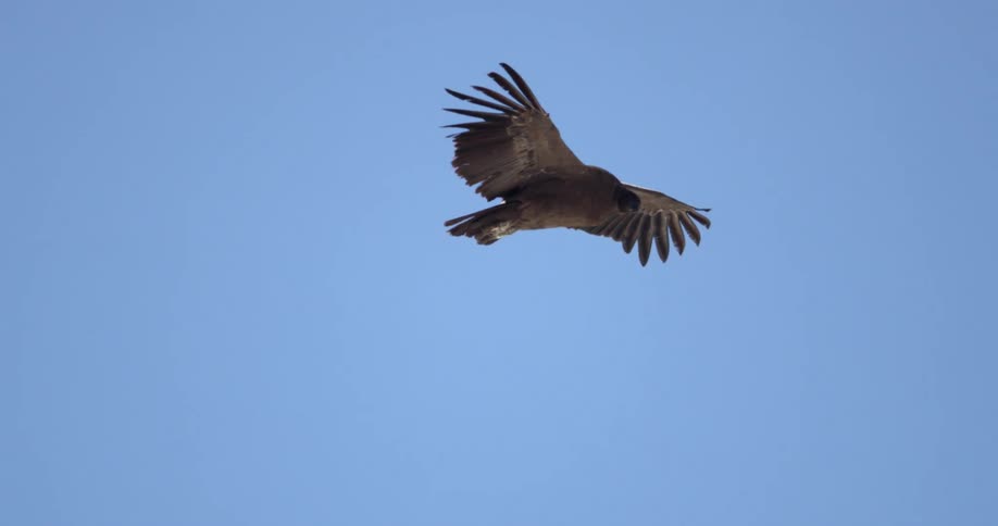 A condor glides through the clear sky with its wings open wide
