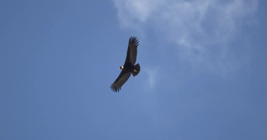 A bird of prey soaring in a blue sky