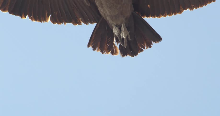 Closeup of a condor in flight