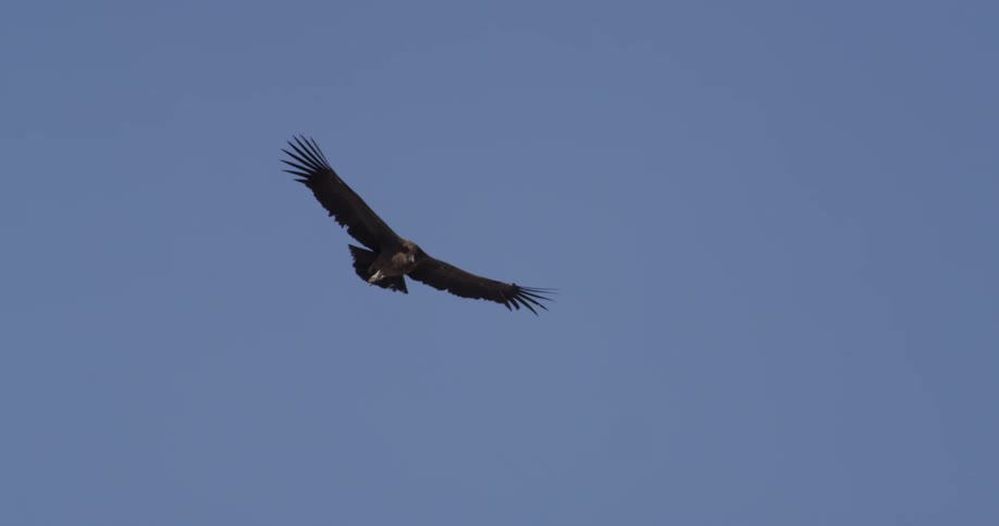 A bird of prey soaring over snowy mountains